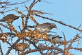 fieldfare, fieldfares, thrush-8